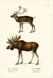 Karibu, 1824